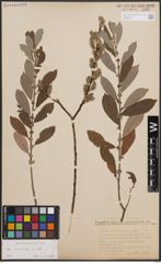 Foto von Salix cinerea L.